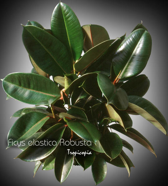 Ficus - Ficus elastica 'Robusta' - Rubber plant